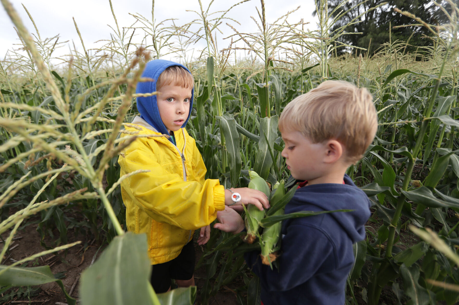 081222sweetcorn03.JPG